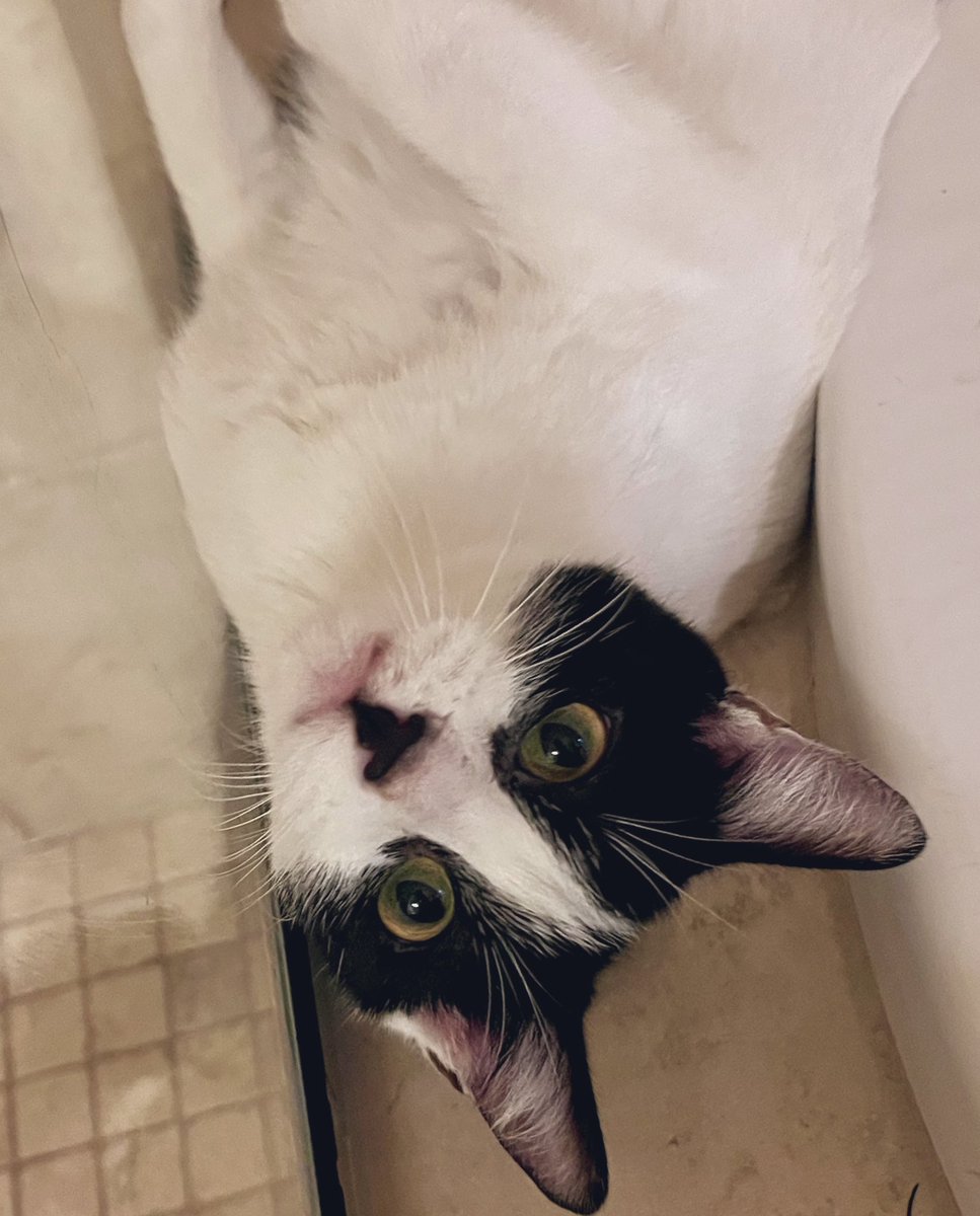 #Espie, queen of our hearts 🤍🖤#Kittens #Caturday #CatsOfTwitter #SheLikesToPlayWithTheShowerDroplets