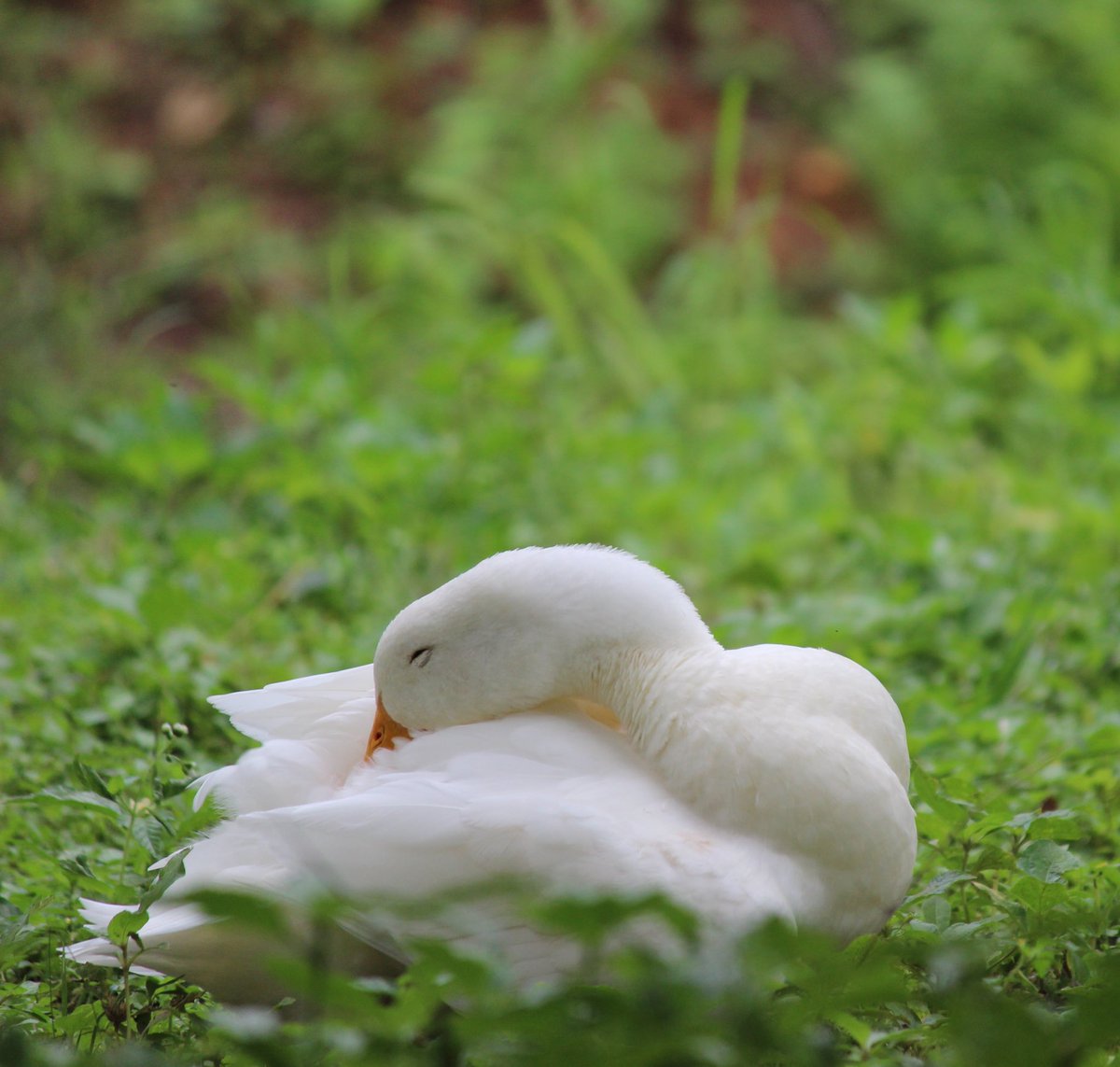 we as a society need to spend more time sitting by ponds, watching ducks float around 🦆