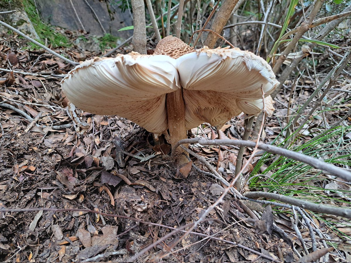 aksa7008's tweet photo. Macrolepiota procera #sardegna https://t.co/aP3ColqTHv