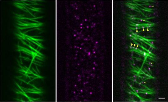 Preprint: Cortical microtubules act as a template to organize nano-scale patterning of exocytosis 

biorxiv.org/content/10.110…

Image: Colocalization of TUA5 (green) and KEULE (magenta) in epidermal cells.