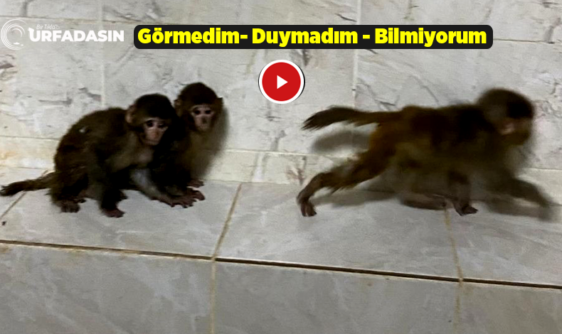 urfadasin's tweet image. Sınırdan Kaçak Yolla Geçirilmek İsterken Yakalanan 3 Maymun Şanlıurfa'da urfadasin.com/sinirdan-kacak… 
#Urfa #sanliurfa #maymun