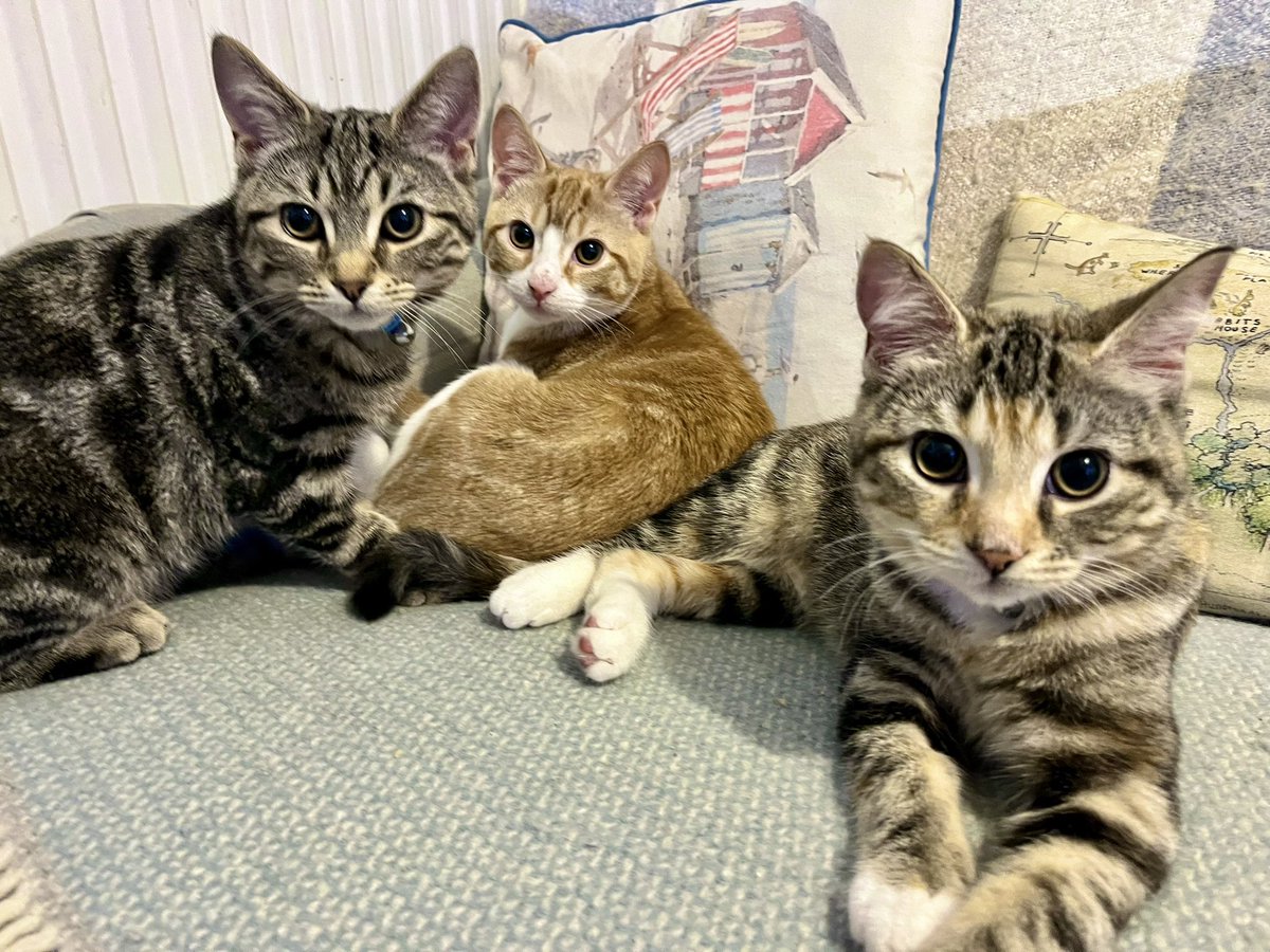 Malcolm_theCat's tweet photo. Friends! We promised you a Catio update today! It’s been an incredibly CHALLENGING day, building a Catio during a #Storm ⛈️ 
Tony is nothing short of a LEGEND and carried on, even as it got dark, wet, and cold. Mum is now defrosting next to the radiator. We can’t film anything now because it’s too dark, so we’ll do that tomorrow. The good news is, the Catio is up and is looking AMAZING. I can’t wait for you to see it! #StormDarragh #Cleo #Ron #Percy #catsofX