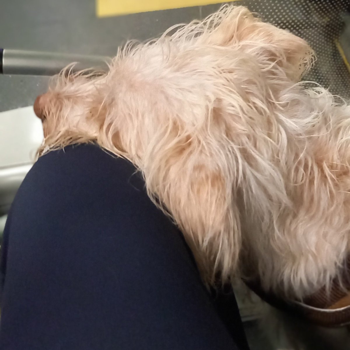 Toestand's tweet image. My love.
Dienst #Kalorama zit erop. Nu lekker naar huis.