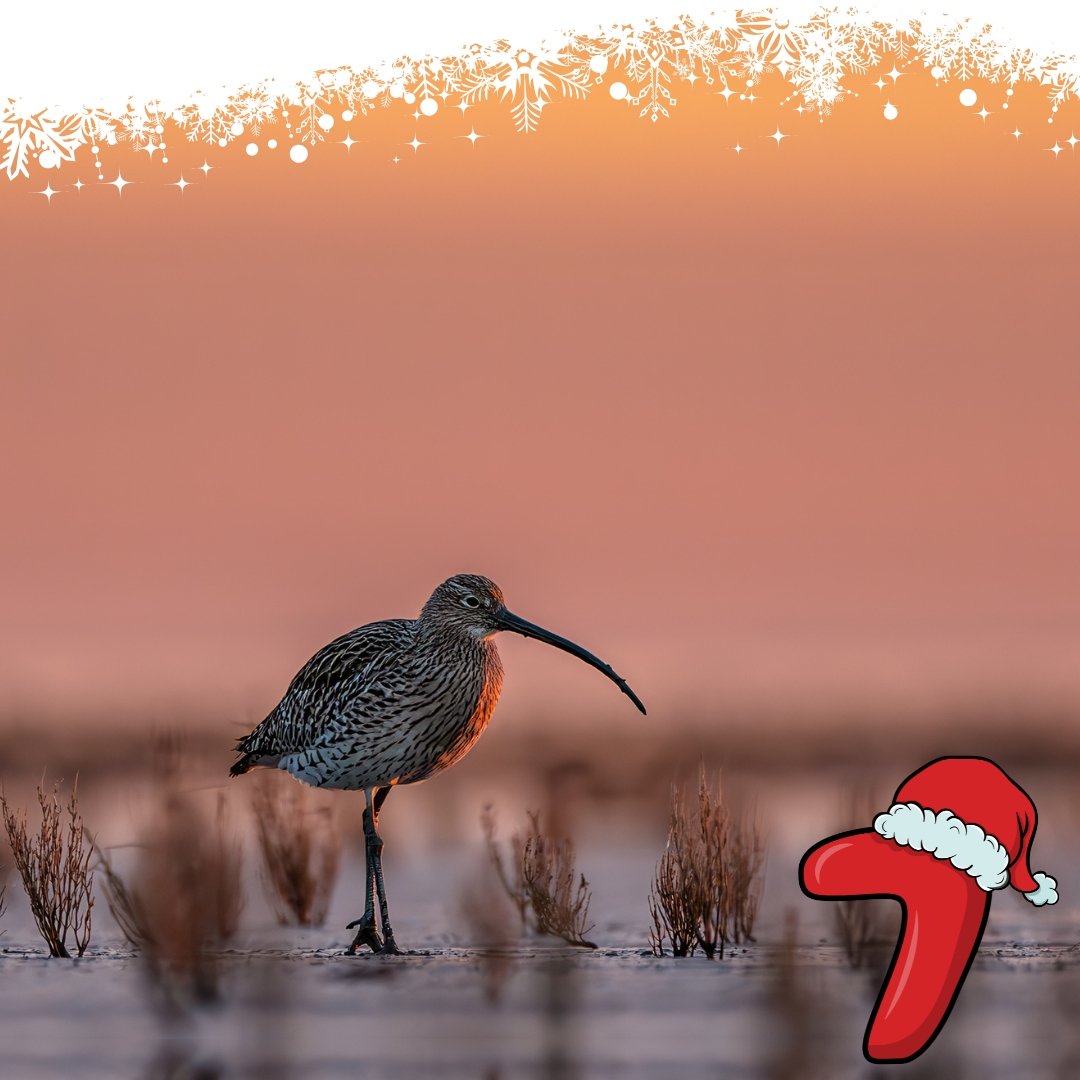 CurlewAction's tweet photo. A very atmospheric photo for today's #CurlewAdvent, of a Eurasian Curlew at sunset in Schleswig-Holstein (Germany) by Lars Freitag. https://t.co/8QTbuGXd3q