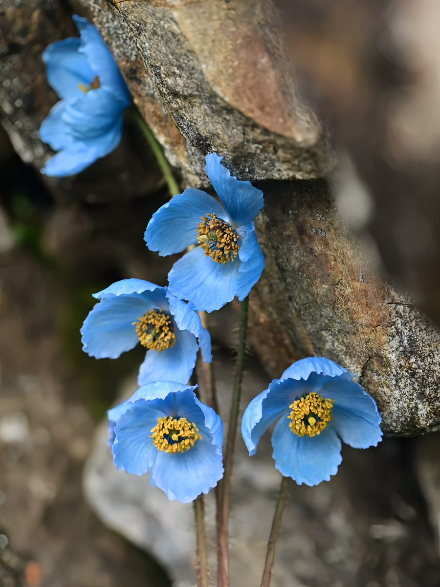 Meconopsis speciosa subsp. cawdoriana
(Papaveraceae)
July, Galong &amp; Seji La, Tibet