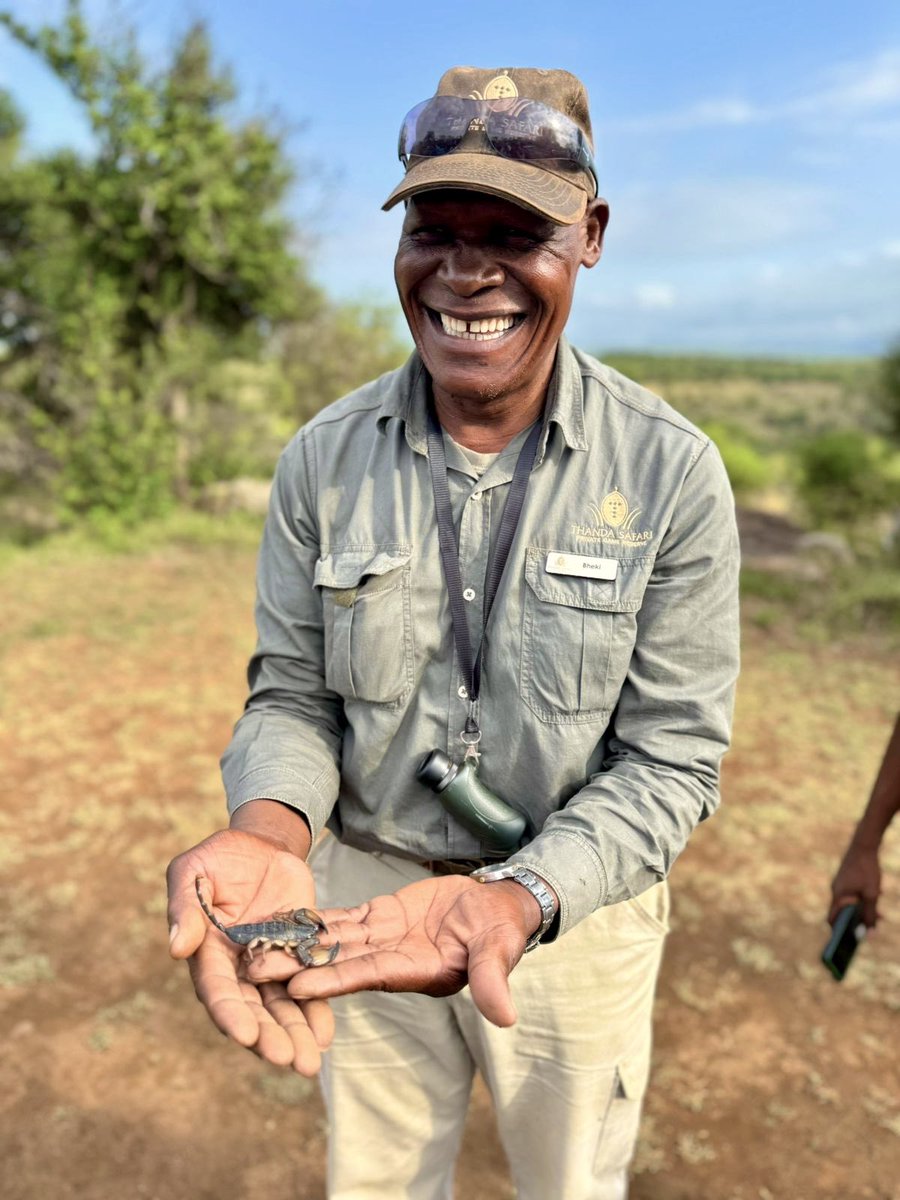 Edelweiss_Delp's tweet photo. At Thanda Game Reserve  you will meet Bheki with the biggest smile and phenomenal knowledge of the bush, animals and creatures! This scorpion was huge! #travel #gamereserve #animals #scorpion #zululand #fieldguide #guide #nature #SouthAfrica #africa https://t.co/6NN4lmRTTN