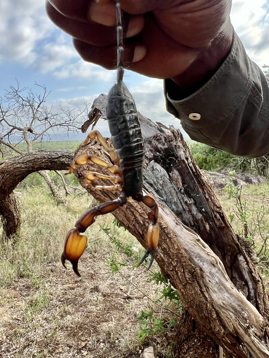 Edelweiss_Delp's tweet photo. At Thanda Game Reserve  you will meet Bheki with the biggest smile and phenomenal knowledge of the bush, animals and creatures! This scorpion was huge! #travel #gamereserve #animals #scorpion #zululand #fieldguide #guide #nature #SouthAfrica #africa https://t.co/6NN4lmRTTN