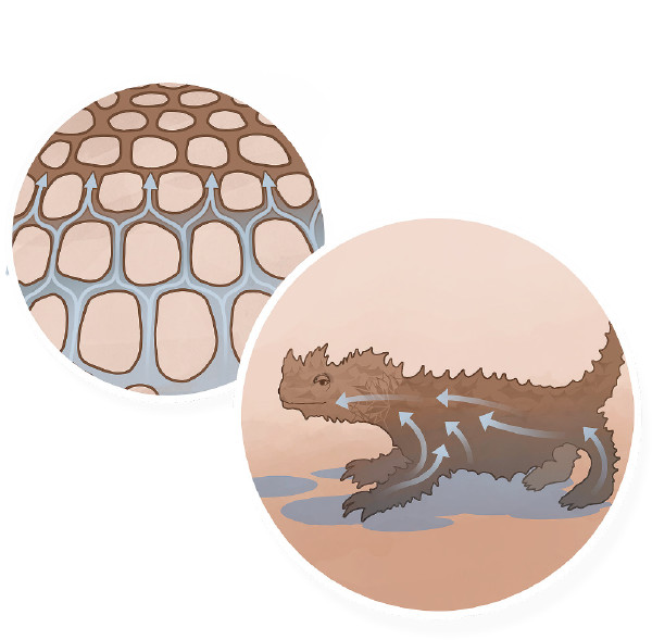 ¿Sabías que? tweet media