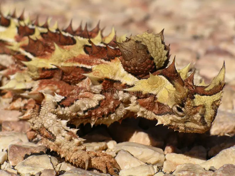 ¿Sabías que? tweet media