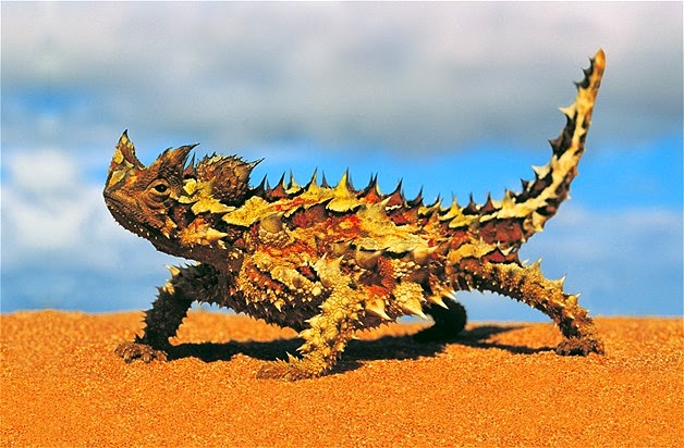 ¿Sabías que? tweet media