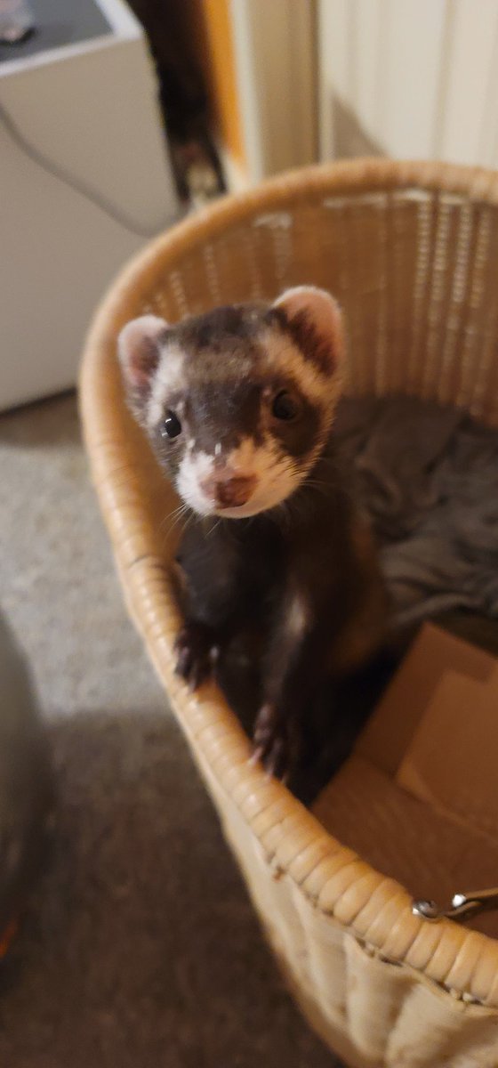 princesstegantx's tweet photo. Peek a boo...going to pounce on "Evil" Kat Moose as soon as he finishes his zombie pawtrol....shhh don't squeal me out...#ZSHQ #chihuahua #ferrets #dogsoftwitter #ferretsoftwitter #dogsofX #CaturdaySurprise #dogs https://t.co/xA0Q0qFd1P