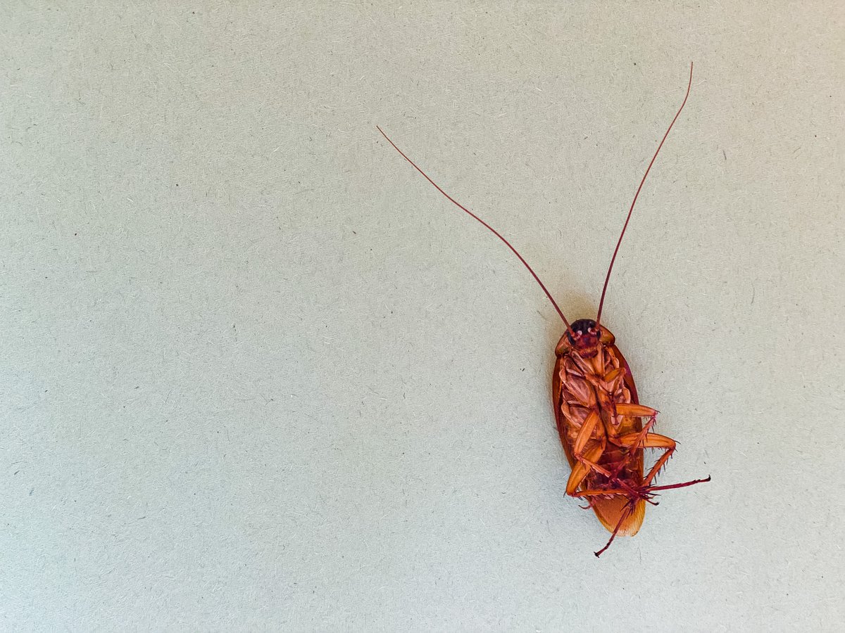 binfordinsect's tweet image. Say goodbye to pesky insects and hello to a pest-free home with Binford Insect Control Inc. Our team of experts will work with you to develop a plan that gets rid of pests and keeps them out for good. #PestFreeHome #BinfordInsectControl #EffectiveSolutions