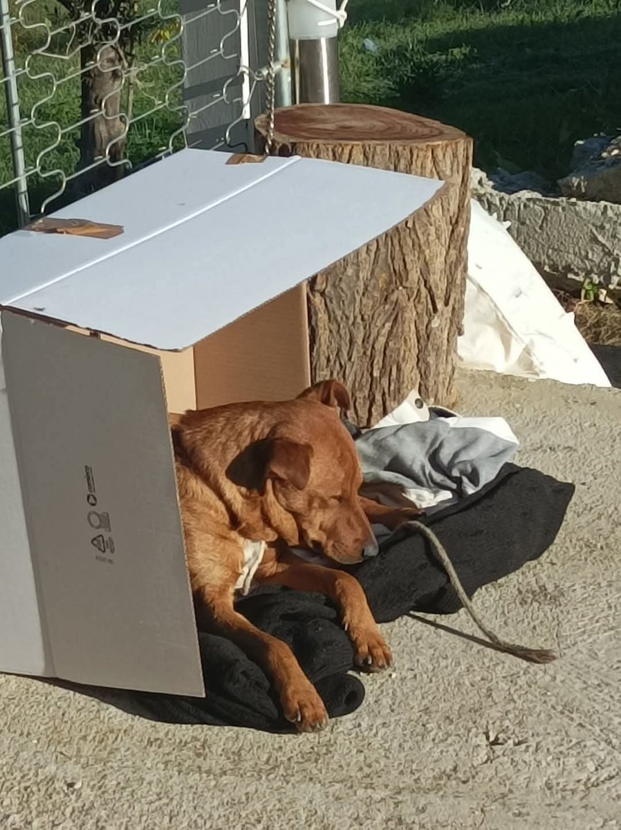FiorellaArcodi1's tweet photo. PALERMO ☹️

URGENTISSIMA ADOZIONE PER CANE di taglia piccola, maschio..in PERICOLO di vita perché viene maltrattato dalla gente..la volontaria fà ciò che può..cerca URGENTEMENTE una FAMIGLIA per sempre..vi prego, divulgate ovunque, è un attimo e non costa nulla..grazie di cuore..per info 3271920383

APPELLO:

Cane cerca adozione fate girare maschio piccola taglia,in pericolo di vita xchè viene maltrattato dalla gente,San Giuseppe Jato, comune di Palermo,mio tel 3271920383

https://t.co/17v0x1vt6M
