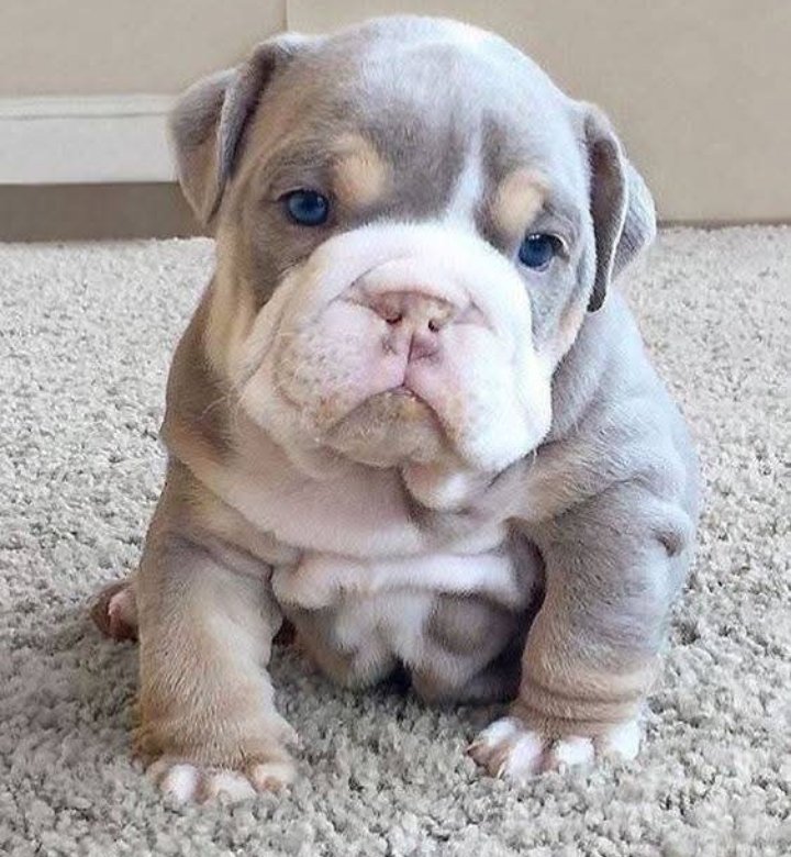 Bulldogfanclubb's tweet photo. Isn't she cute 🥺 https://t.co/Kt8QE7ZQ4A