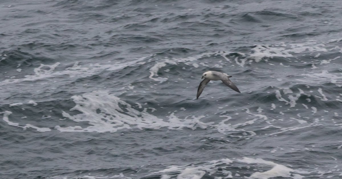 c4,100 Fulmars per hour flying north past Nybster this morning. One Little Auk too #CaithnessBirds