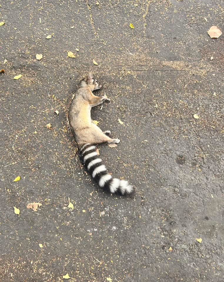 Azcapo_Denuncia's tweet photo. Vecinos, atención, con esto que está pasando en Azcapotzalco:

Mucho cuidado con sus mascotas, nos están reportando Cacomixtles y Gatos muertos en los parques de la Nueva y de Claveria.

Alguien los está envenenando, favor de reportarnos cualquier cosa extraña para poder cazar al que esté haciendo esto:

“🚨VENENO 🚨

Vecinos, ayer paseando a mi perro encontramos este cacomixtle muerto sin lesiones aparentes (mordidas o enfermedad), al parecer fue envenenado 😔 y al buscar, me salió una publicación en Claveria de hace unos días, donde han encontrado a otros igual, además de gatos también envenenados.

Tengan cuidado con sus mascotas, no los dejen salir sin supervisión. En cualquier momento podrían encontrarse en esta situación 😔”