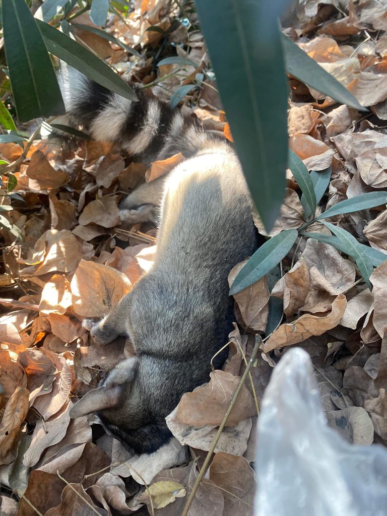 Azcapo_Denuncia's tweet photo. Vecinos, atención, con esto que está pasando en Azcapotzalco:

Mucho cuidado con sus mascotas, nos están reportando Cacomixtles y Gatos muertos en los parques de la Nueva y de Claveria.

Alguien los está envenenando, favor de reportarnos cualquier cosa extraña para poder cazar al que esté haciendo esto:

“🚨VENENO 🚨

Vecinos, ayer paseando a mi perro encontramos este cacomixtle muerto sin lesiones aparentes (mordidas o enfermedad), al parecer fue envenenado 😔 y al buscar, me salió una publicación en Claveria de hace unos días, donde han encontrado a otros igual, además de gatos también envenenados.

Tengan cuidado con sus mascotas, no los dejen salir sin supervisión. En cualquier momento podrían encontrarse en esta situación 😔”