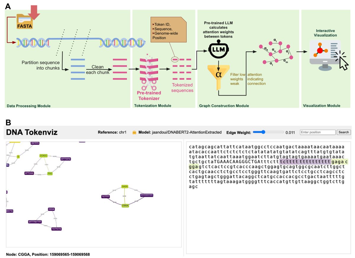 Tokenvizz: GraphRAG-Inspired Tokenization Tool for Genomic Data Discovery and Visualization biorxiv.org/content/10.110…