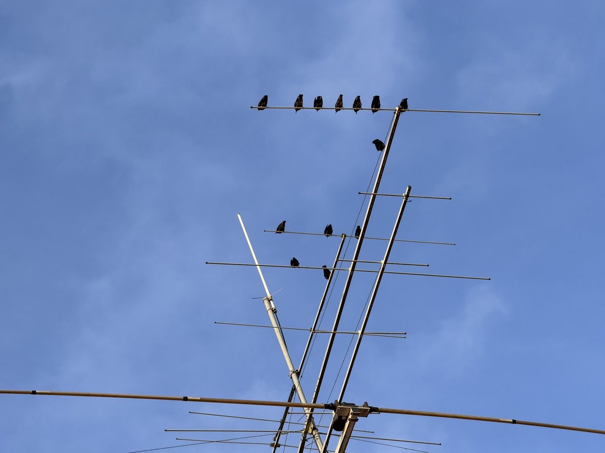 Some birdies today on 6m !