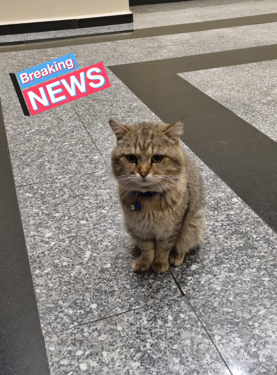 Güncelleme: evden kaçmamış sahibi evdeki köpekle anlaşamıyor diye kapının önüne koymuş. 🥺