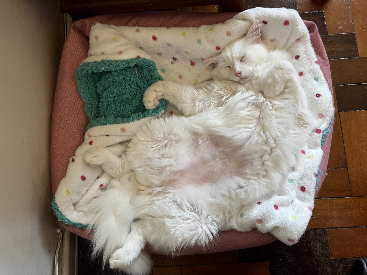 carlabraga___'s tweet photo. não adianta me avisar que tem pelo de gato na minha roupa. eu sei que tem, eu sei que sempre vai ter e provavelmente as próximas gerações também terão resquícios do mingau. afinal, esse é o meu gato: https://t.co/oThqY2OpiN