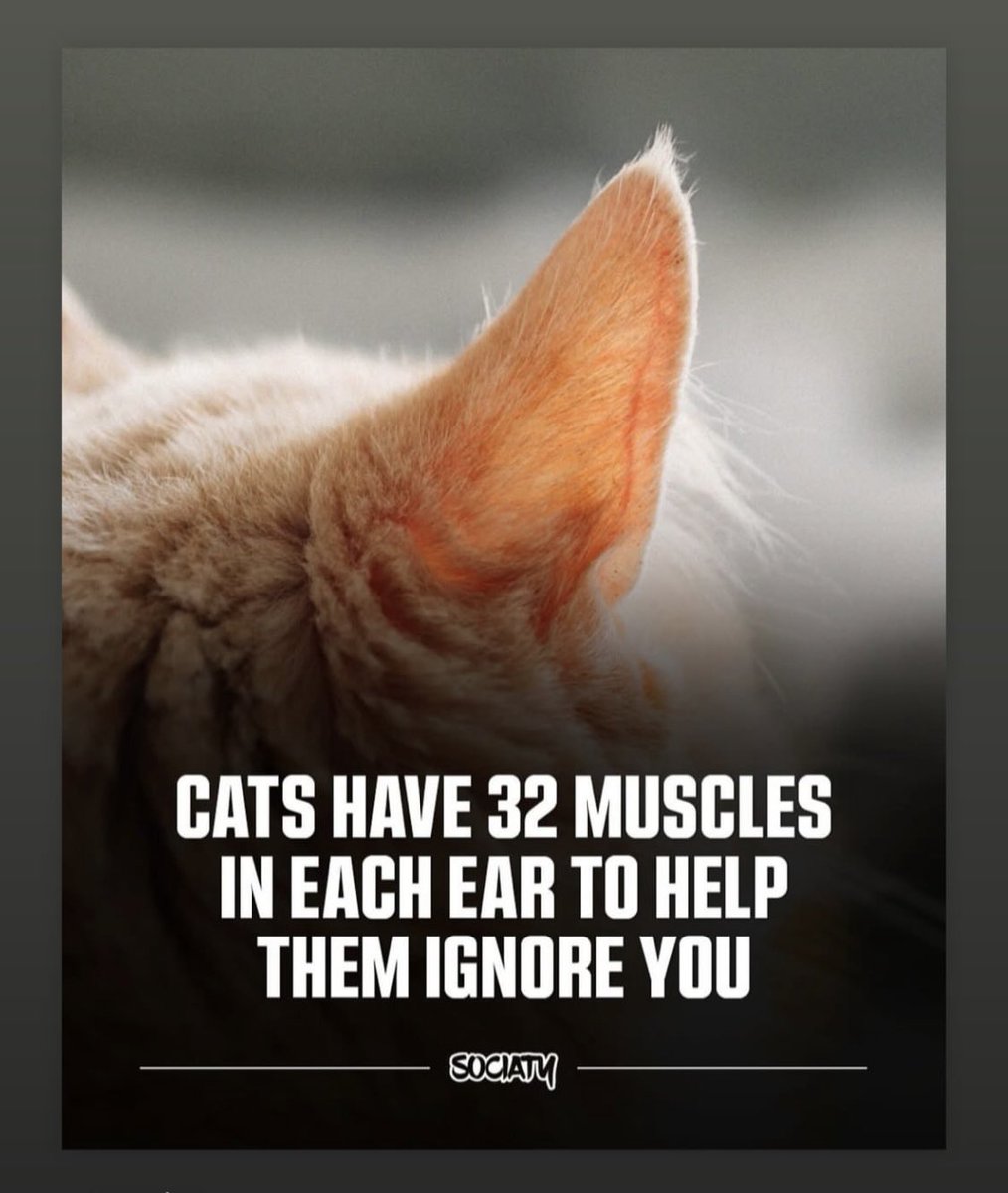 OrthopaeDenker tweet media