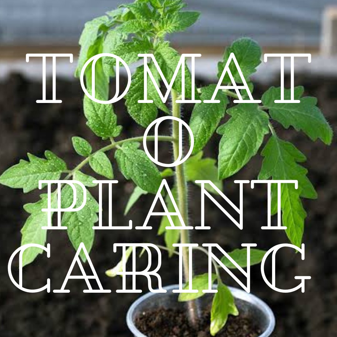 Tomato plants need well-drained soil, plenty of sunlight, consistent watering, and regular feeding. Plant them deeply for strong roots, support them with stakes or cages, and prune suckers for better growth. Protect against pests and diseases, 
#gardenfresh #organicgardens #garde