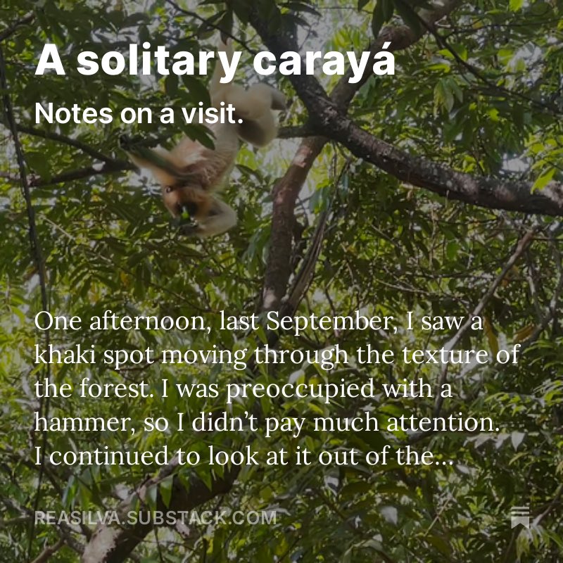 Read it here: reasilva.substack.com/p/a-solitary-c…
