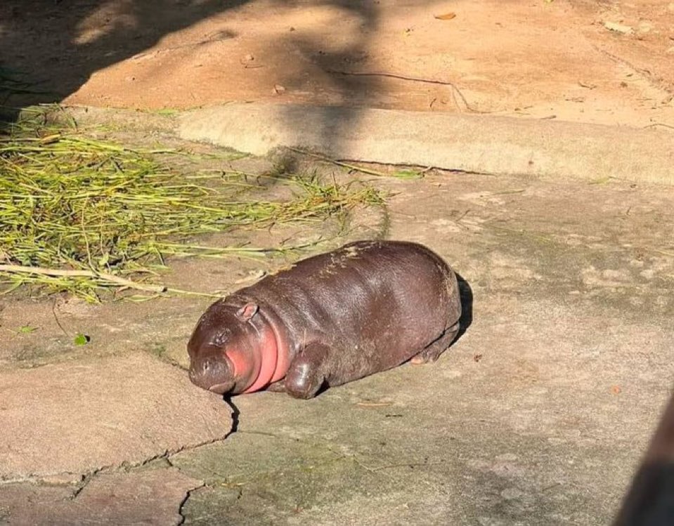 ขี้แมวในกระบะทราย