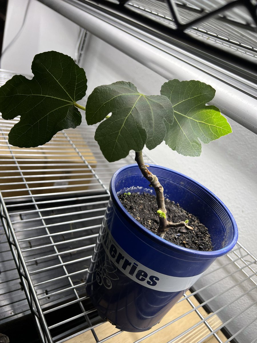 Fig tree start 👨‍🌾