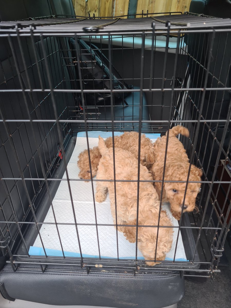 Wijkagent Andy Knaap tweet media