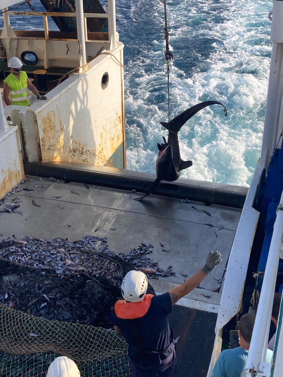CECAF_IEO's tweet photo. Desafortunadamente a veces se producen capturas accidentales de especies vulnerables. Cuando ocurre, si el animal está con vida, hay que liberarlo con celeridad y cuidadosamente. Hoy hemos devuelto al mar sano y salvo un tiburón zorro, Alopias superciliosus  👏🏻👏🏻👏🏻#Angola2411 https://t.co/JjT2Ptri78