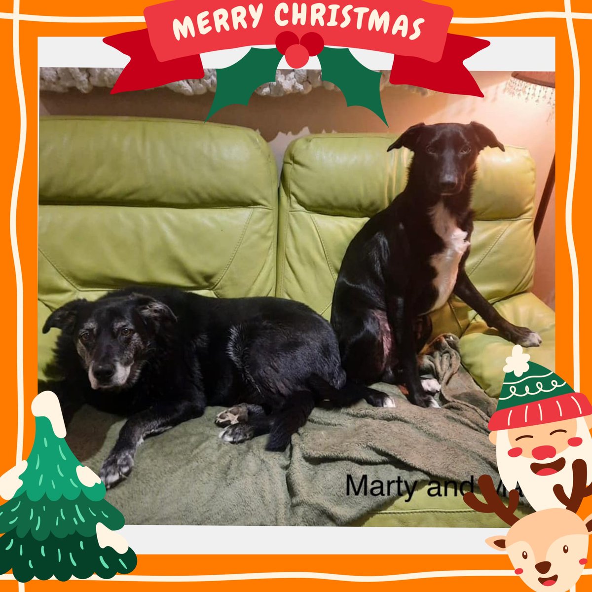 MADRADogRescue's tweet photo. 💔 Their loving owner died, we don't want them to lose each other too 😥 

Looking for a home for 11 yr old Marty &amp; 4 yr old Matt!

They're so bonded &amp; they've already had so much change 😣

Pls share, we really want to keep them together 💙
https://t.co/JnPs8WUsmO
#AdoptDontShop https://t.co/Z9EaAK7YCV