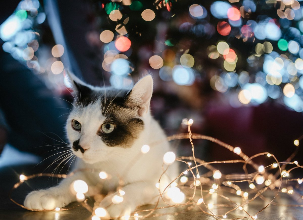 🎄Les décorations du sapin et des cadeaux peuvent être extrêmement attrayantes et dangereuses pour les chats en cas d'ingestion. 
Évitez les objets cassants et/ou linéaires et tout ce qui est assez petit pour être avalé. #Chats #ComportementFélin