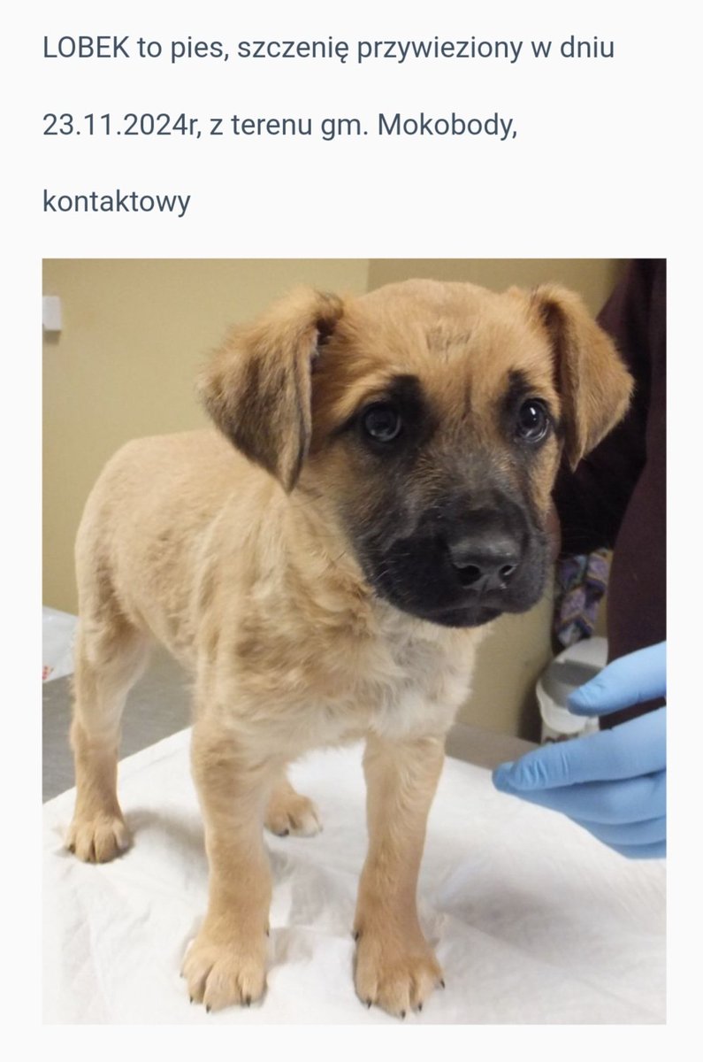 Taki superancki szczeniaczek Lobek ❤️  czeka w schronisku bez wolontariatu i spacerów :(( w #Sobolew (ok. 80 km od Wawy), na dobrego Człowieka i kochający Dom! ❤️

schroniskosobolew.pl/index.php/psy-…