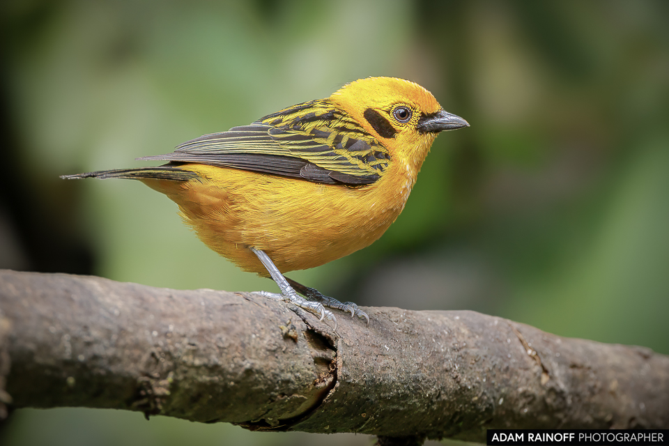 adamrainoff's tweet photo. The Golden Tanager (Tangara arthus) dazzles with its vivid yellow plumage and striking black markings. 

©2021 Adam Rainoff Photographer

#TangaraArthus #GoldenTanager #BirdPhotography #ColombiaNature #WildlifeConservation https://t.co/2sqbUstdwe