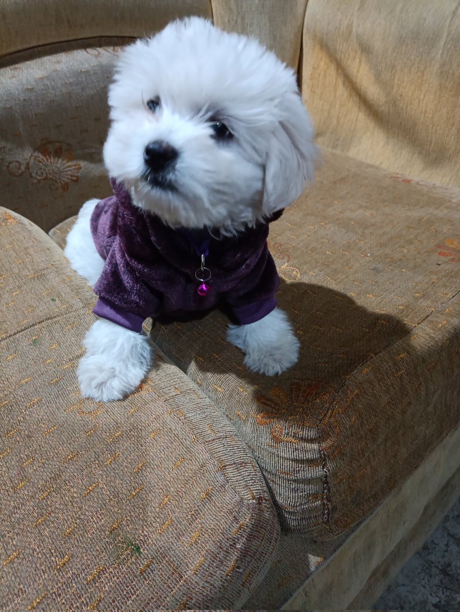 Ismbzm1's tweet photo. @DiloConPerritos https://t.co/LF9nwC7kMi
