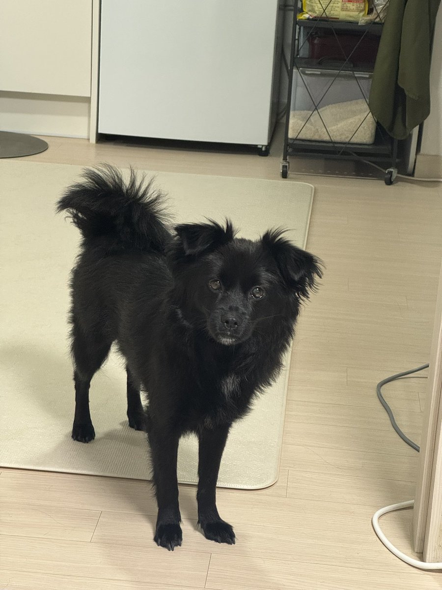 기꺼이 모델이 되어주신 우리집 현미 사진 올리며 다음주에 만나요