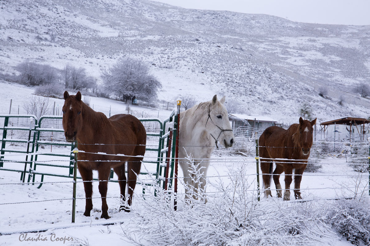 claud26point2's tweet photo. Wintry scene #animals #winter #season #snow #landscape #outdoors #fresh https://t.co/o9RSq5XP9a