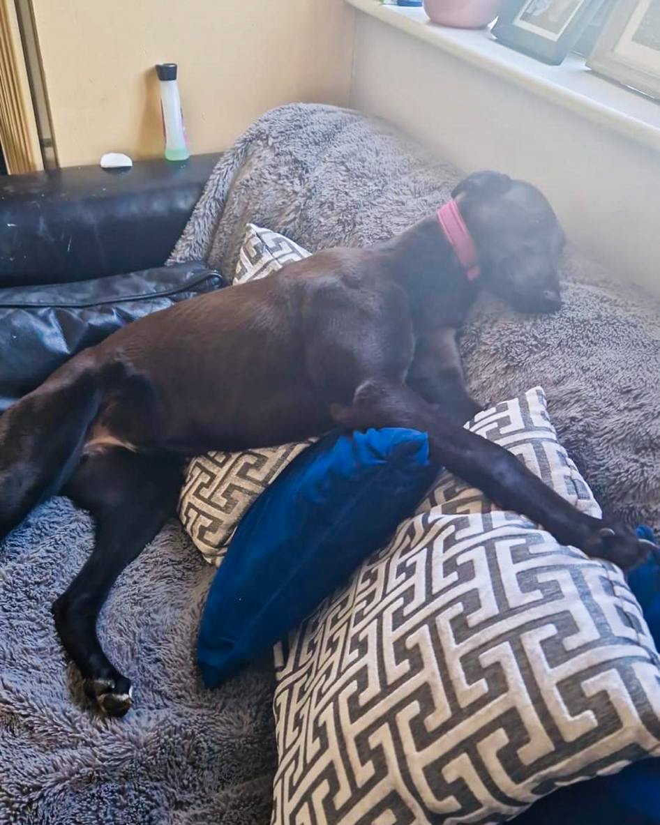 💕 Peg - the little Greyhound who just wanted to race!

Last night, Youandmebabe was one of the winners in the opening night of the Winter Racing Festival for the Hennessys.

But Youandmebabe, or Peg as this little lady is known at home, was never meant to race. As a puppy she