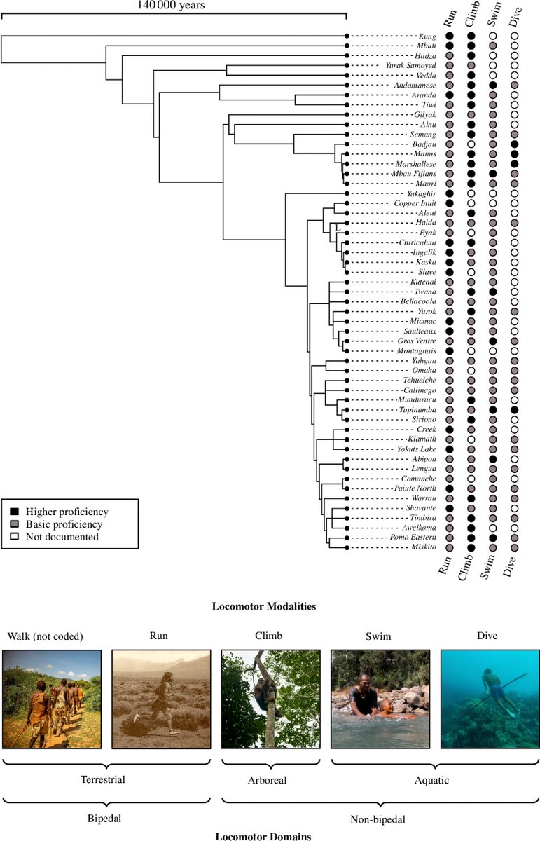 RSocPublishing's tweet photo. Extensive #locomotor versatility across a global sample of hunter–gatherer societies #ProcB #OpenAccess https://t.co/mteEZaUQEr #Behaviour #Evolution @kevinhatala #foragers https://t.co/s2RN0dJxSO
