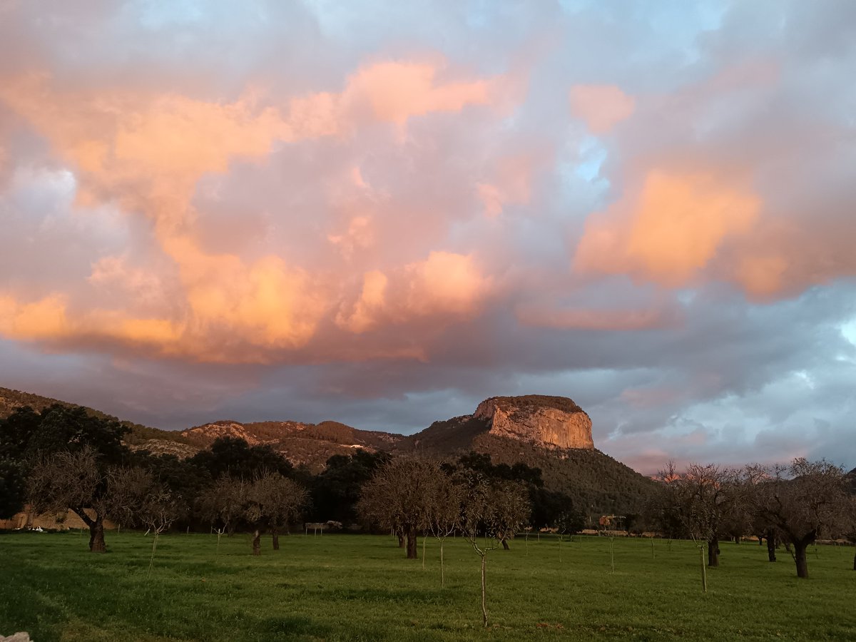 Miquel Salamanca tweet media