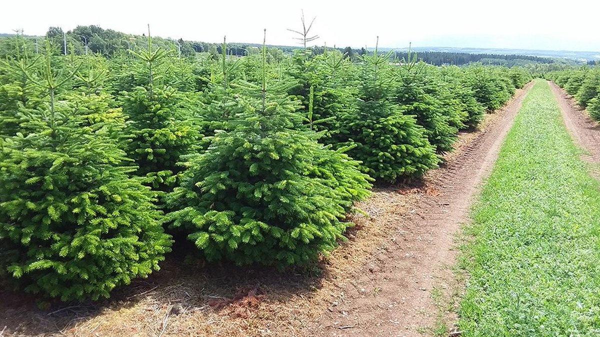 Pete__Panda's tweet photo. #Greencap 🇧🇪 🎄
Yearly cuts and transports 900.000 Christmas trees across Europe (and beyond)
(8Mil growing trees as inventory) https://t.co/8jOV6g47Ju