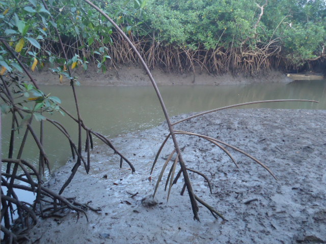 Imaginez entrer dans un monde où la terre rencontre la mer et où des racines tordues surgissent de l'eau comme des sculptures naturelles pour créer des écosystèmes prospères. Ce sont des mangroves, des forêts côtières uniques que l’on trouve aux côtes de la République gabonaise.