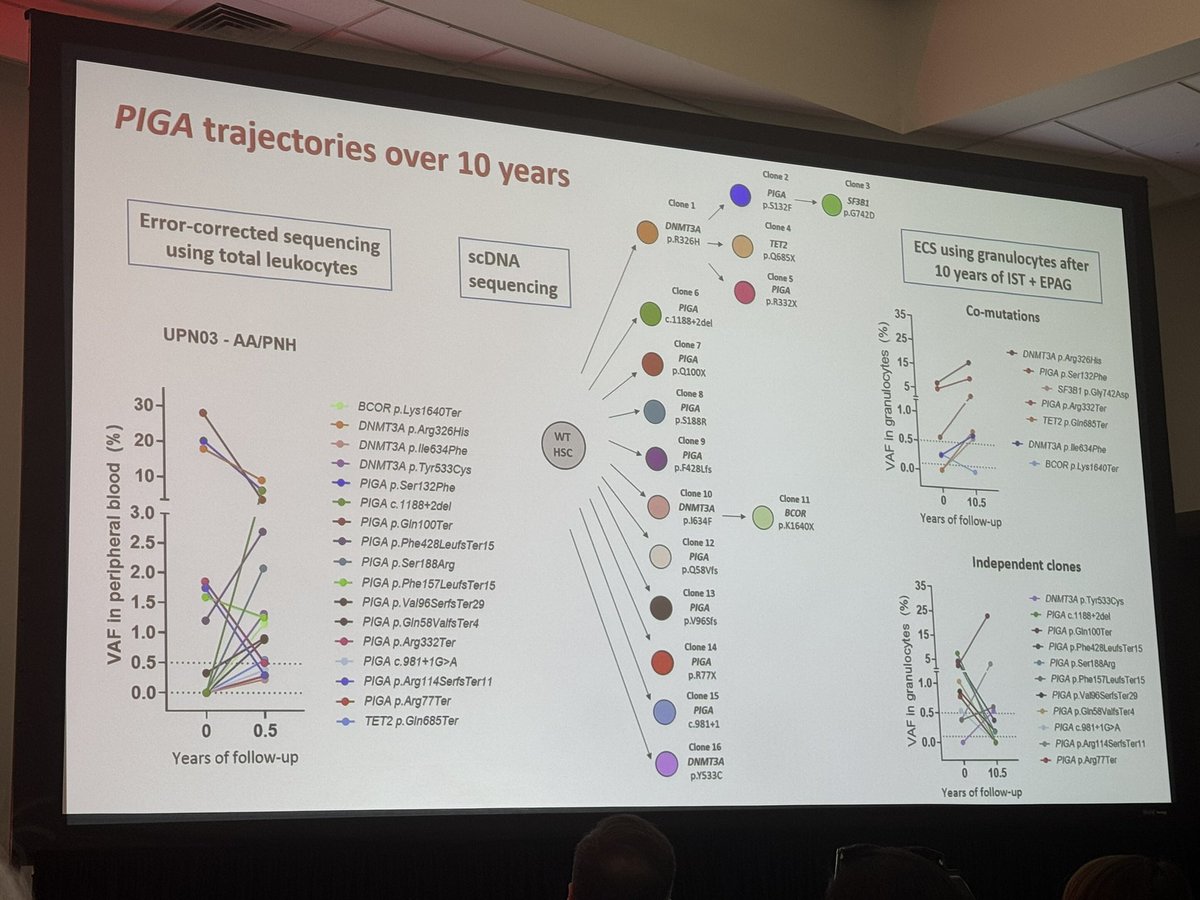 Emma M. Groarke (@emmamgroarke) on Twitter photo Amazing talk from <a href="/fergutierrezro1/">Fernanda Gutierrez-Rodrigues</a> showing our lab’s work on #ClonalHematopoiesis over 10+ years after IST. We saw long-term clonal persistence of ASXL1 and PIGA. #ASH24 <a href="/ASH_hematology/">ASH</a> <a href="/bhavishap29/">Bhavisha Patel</a> <a href="/NealSYoung1/">Neal S Young M.D.</a> <a href="/nih_nhlbi/">NIH NHLBI</a> Amazing talk from <a href="/fergutierrezro1/">Fernanda Gutierrez-Rodrigues</a> showing our lab’s work on #ClonalHematopoiesis over 10+ years after IST. We saw long-term clonal persistence of ASXL1 and PIGA. #ASH24 <a href="/ASH_hematology/">ASH</a> <a href="/bhavishap29/">Bhavisha Patel</a> <a href="/NealSYoung1/">Neal S Young M.D.</a> <a href="/nih_nhlbi/">NIH NHLBI</a>