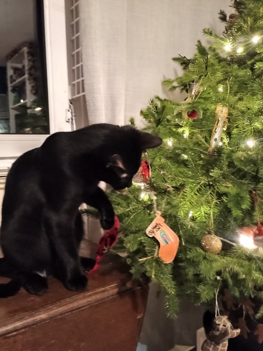Does anyone have any smart tips for getting cats to stop attacking Christmas trees? Asking for a terror...