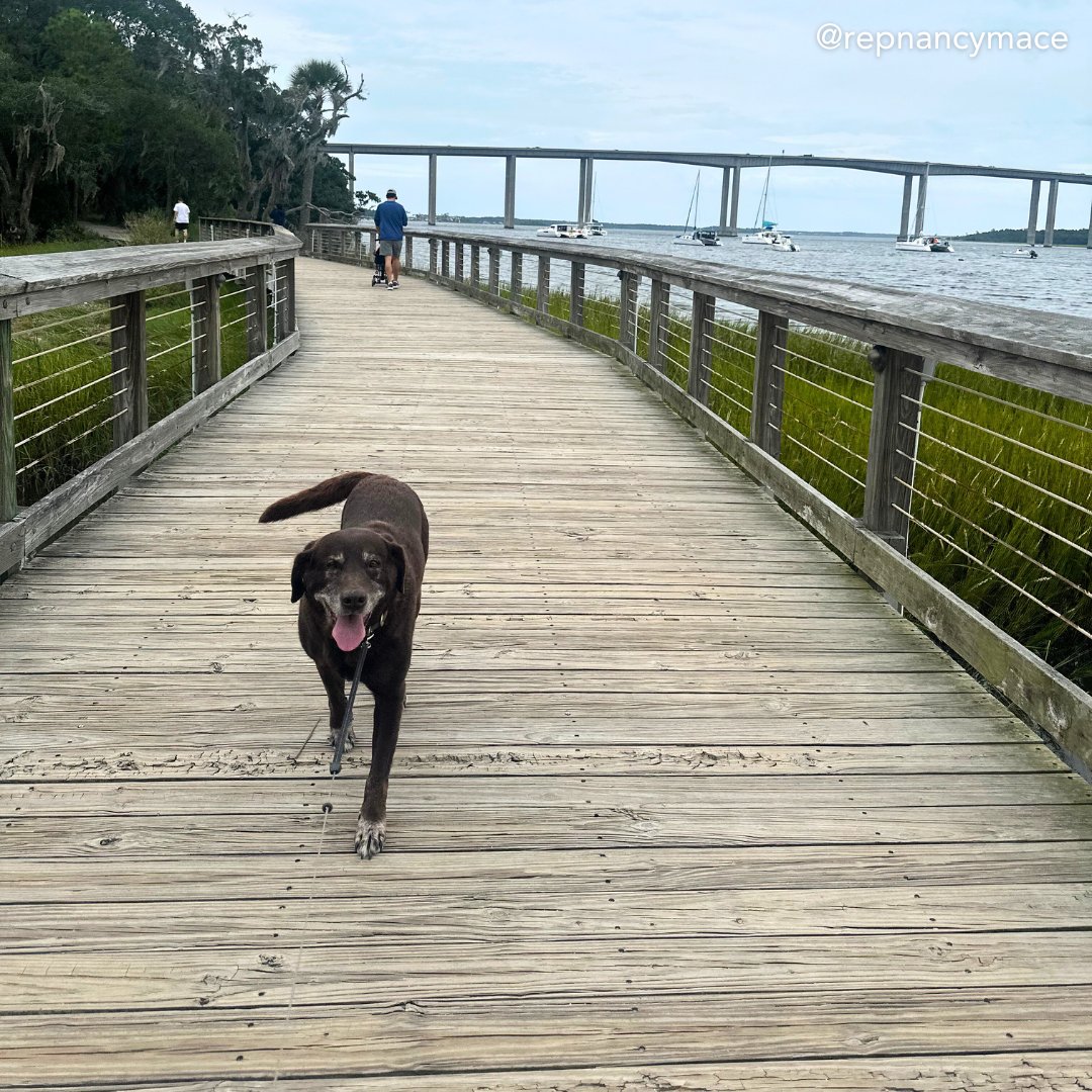 RepNancyMace's tweet image. Meet Trout, the #DistrictDog of the week.

This 11 year happy boy loves going on long walks and to the beach. He can always almost always be found with a tennis ball in his mouth. 
#LowcountryFirst