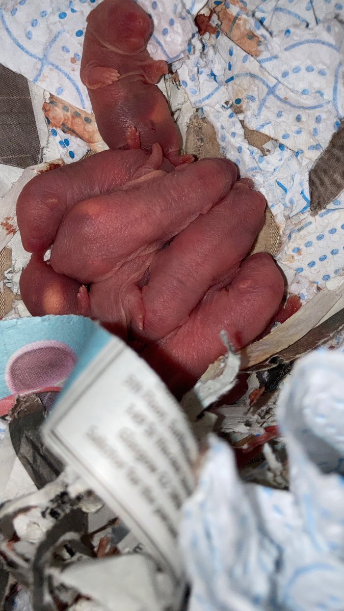 DutchGlaswegian's tweet photo. More beans!🐀🙈
Willow had a litter in the last 12 hours.

Looks like 7 but could be 1 or more hiding under another🐀

Anybody want pet rats? 😅😂🐀🐀
#pets #rats #fancyrats https://t.co/07MpVVsLhu