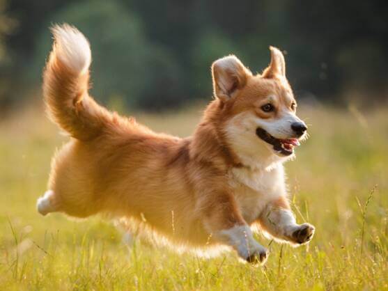 MrMnd73's tweet photo. @VanKonRab @elonmusk I thought it was a corgi. https://t.co/Q6eJxrLdMz