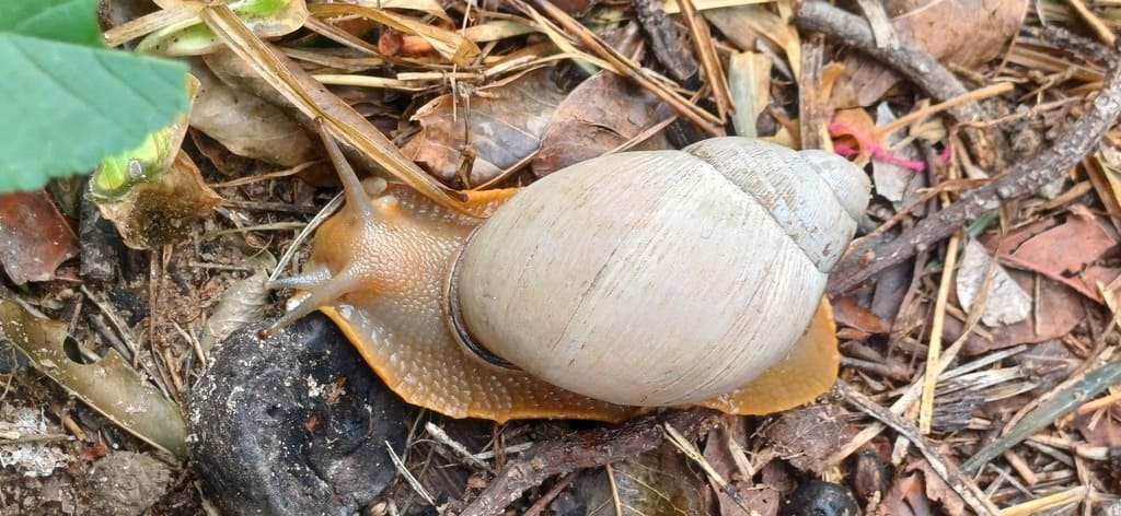 SaberySerCom's tweet photo. El fascinante mundo del caracol de boca rosada (Megalobulimus oblongus)
#Biodiversidad #Conservación #Naturaleza
https://t.co/IpGnw2HsQi https://t.co/J7CCQw04FY